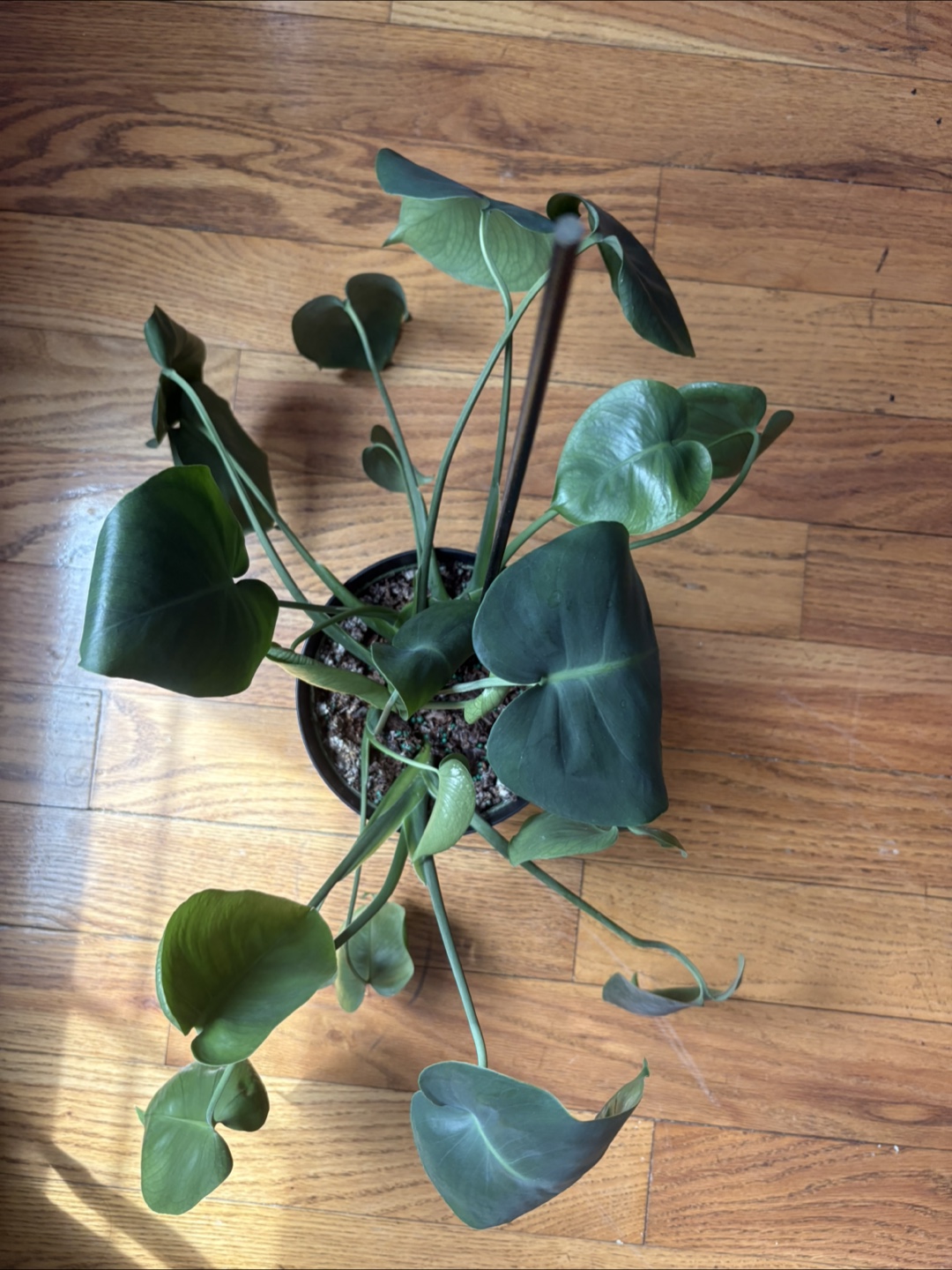 Monstera deliciosa plant - photo 3
