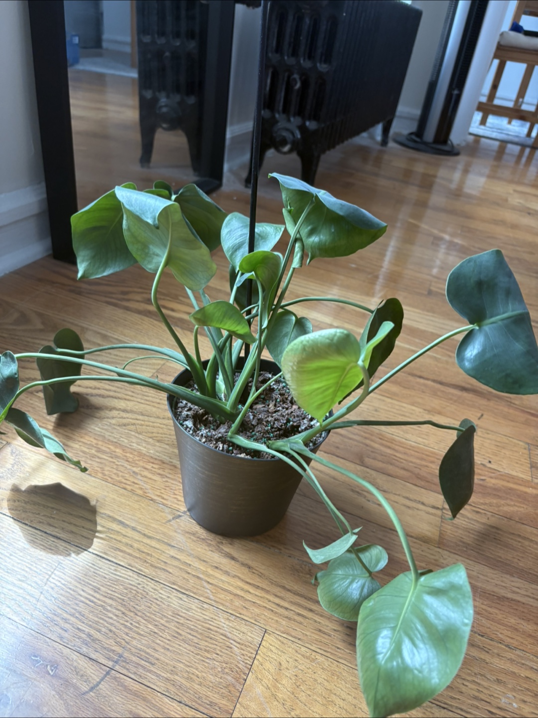Monstera deliciosa plant - photo 2