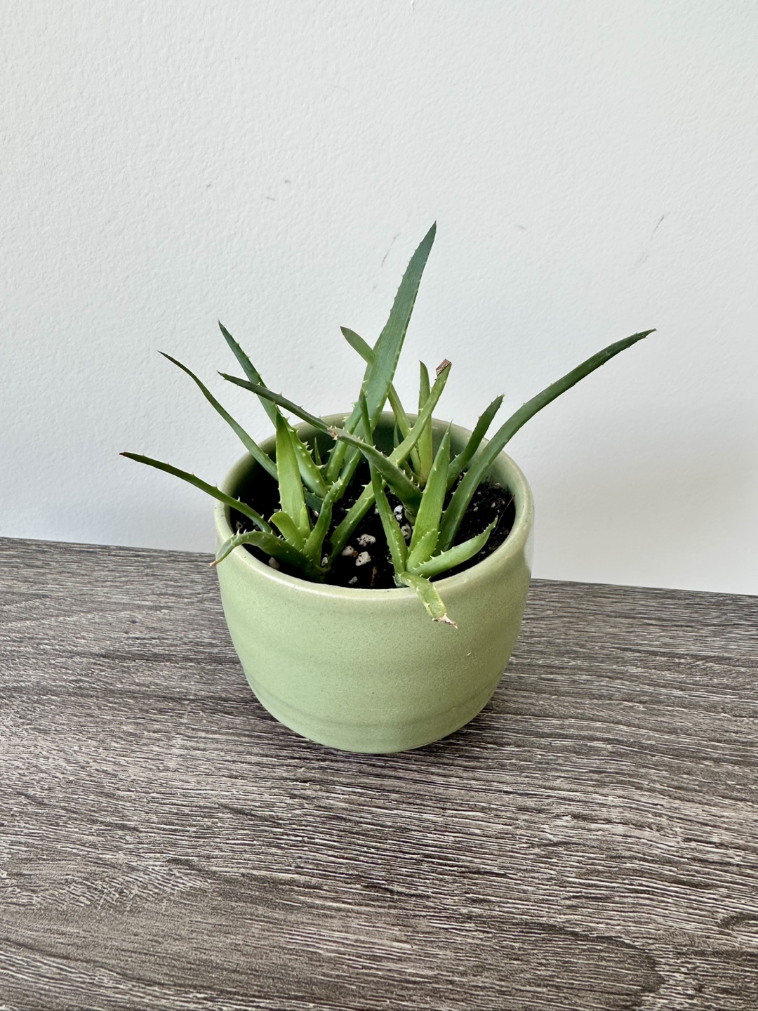 Baby Aloe Vera Plant in Light Green Pot