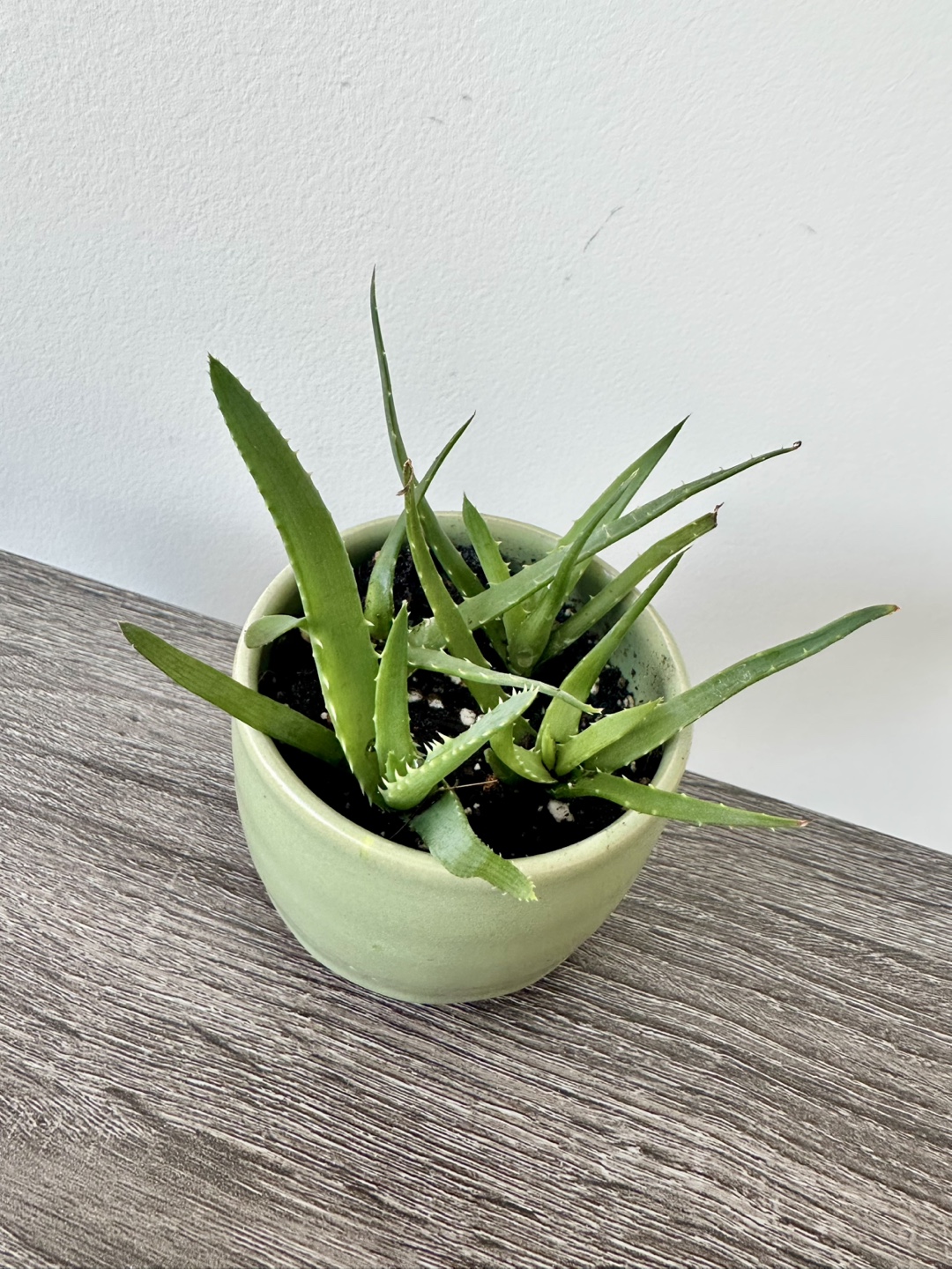 Baby Aloe Vera Plant in Light Green Pot - photo 2