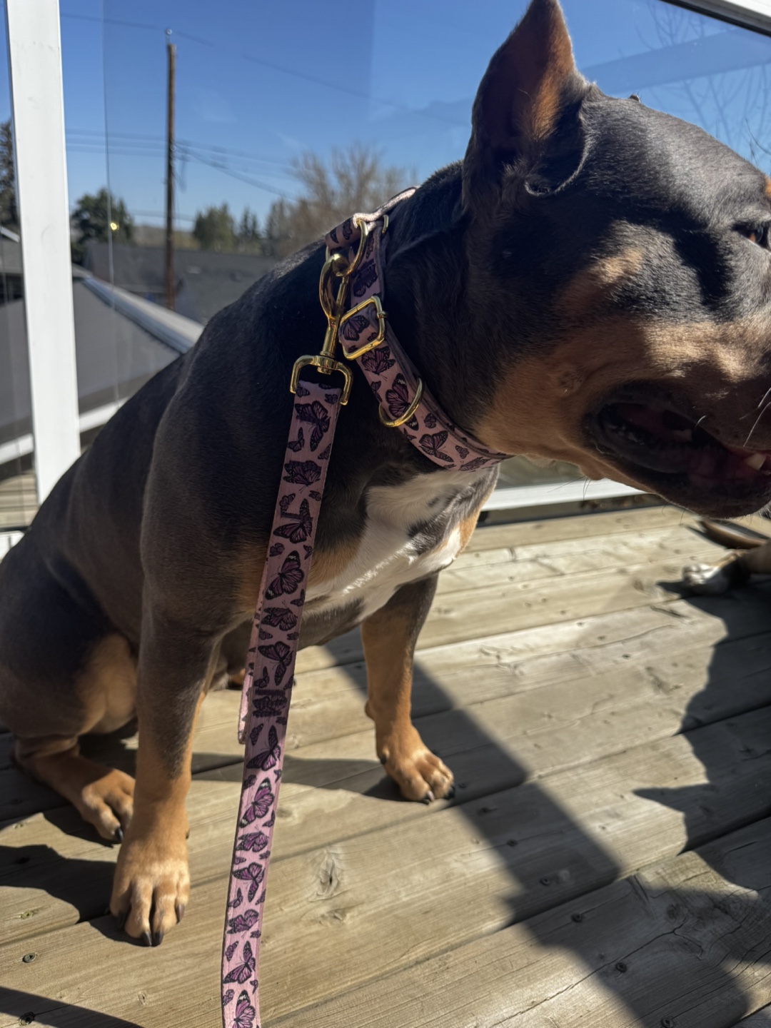 Tags For Hope Butterfly Dog Collar and Leash Set