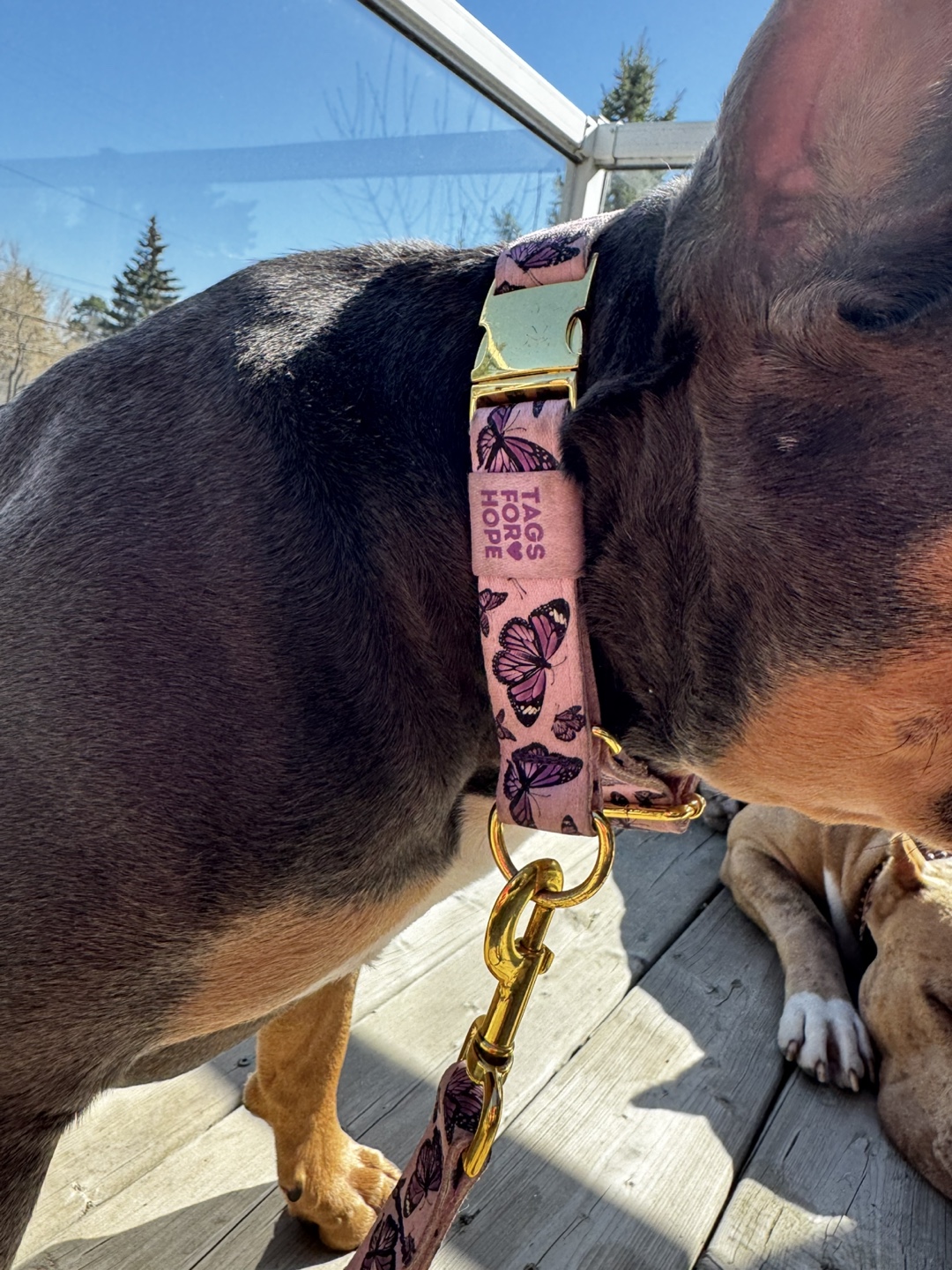 Tags For Hope Butterfly Dog Collar and Leash Set - photo 3