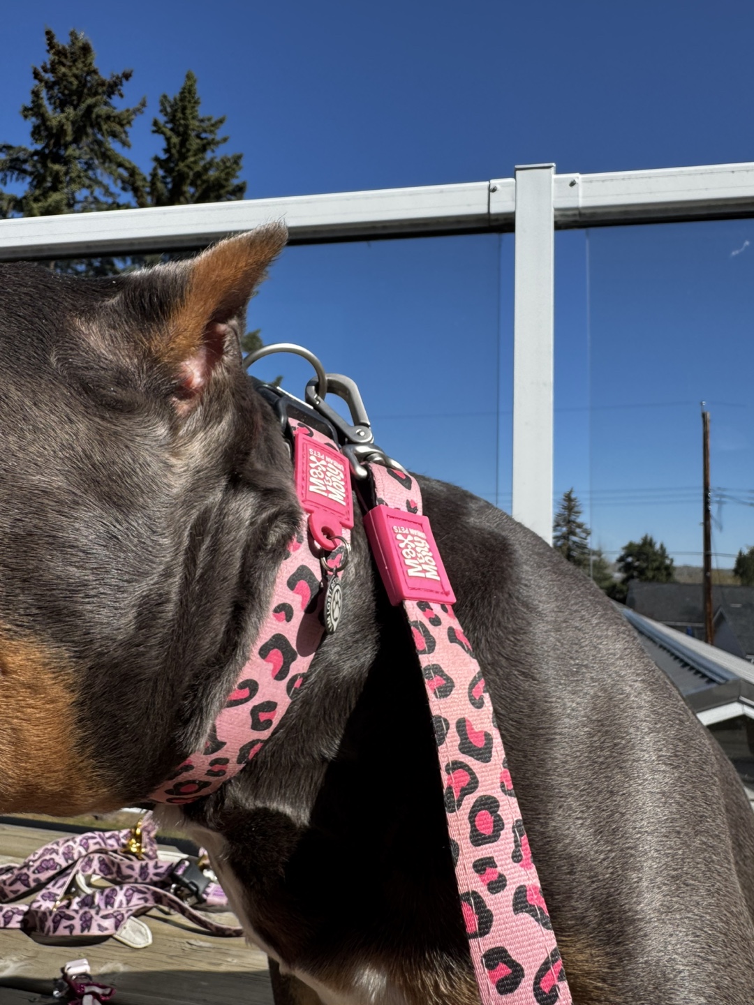 Pink Leopard Print Dog Collar and Leash Set