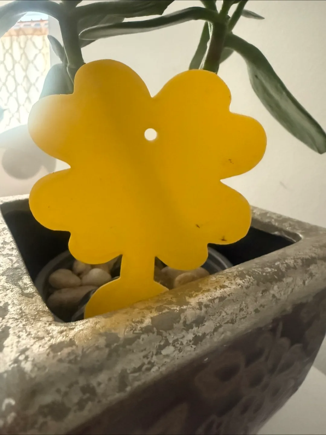 Yellow and White Plant Pest Traps 🧡 image indicator(2)