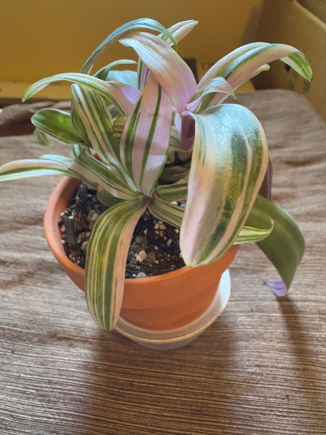 Moses in the Cradle/ Oyster Plant - 3.5in pot perfect for gift image indicator(3)