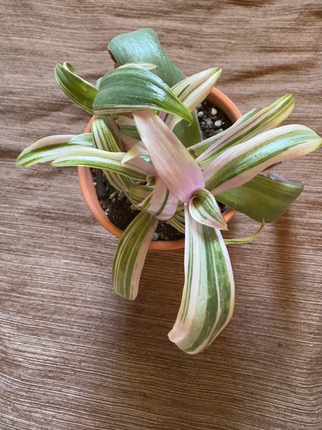 Moses in the Cradle/ Oyster Plant - 3.5in pot perfect for gift image indicator(2)