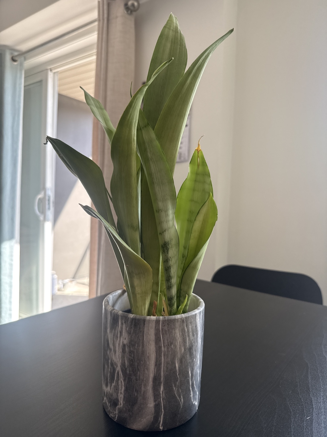 Snake Plant in Grey Marble Pot 🧡