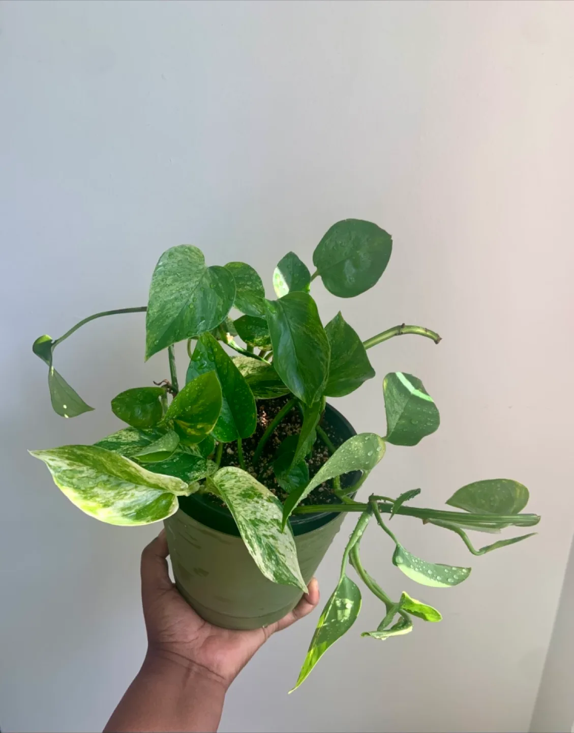 Golden Pothos Money Plant image indicator(4)