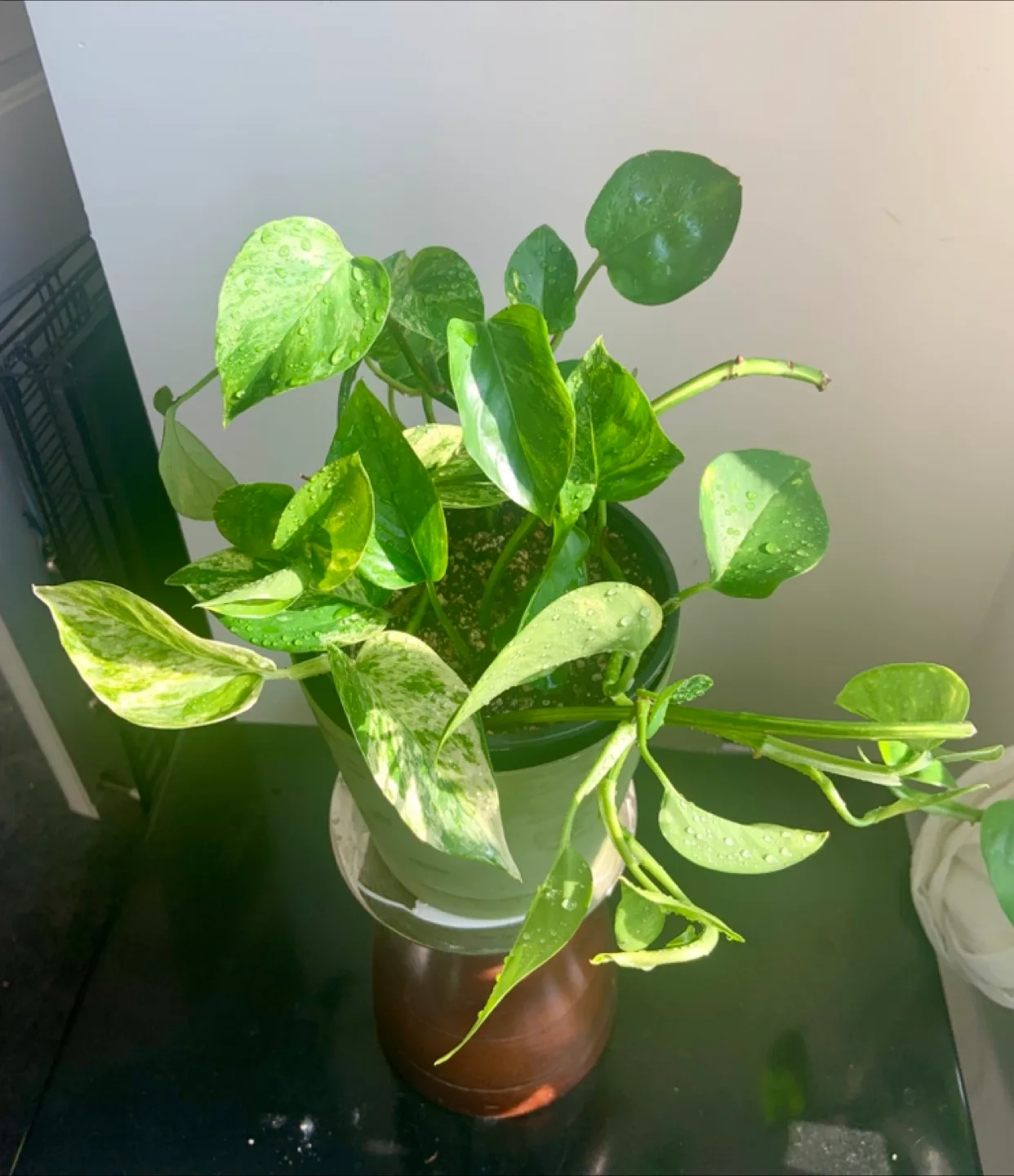 Golden Pothos Money Plant image indicator(2)