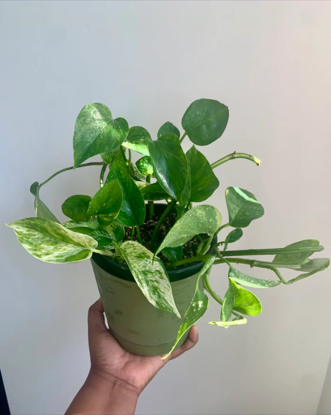 Golden Pothos Money Plant image indicator(3)