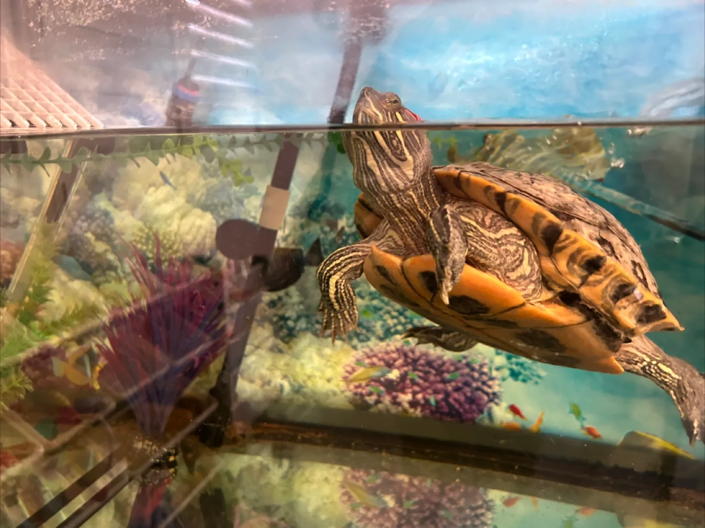 Red Ear Slider & Full 75 Gallon Tank Setup + Accessories image indicator(5)