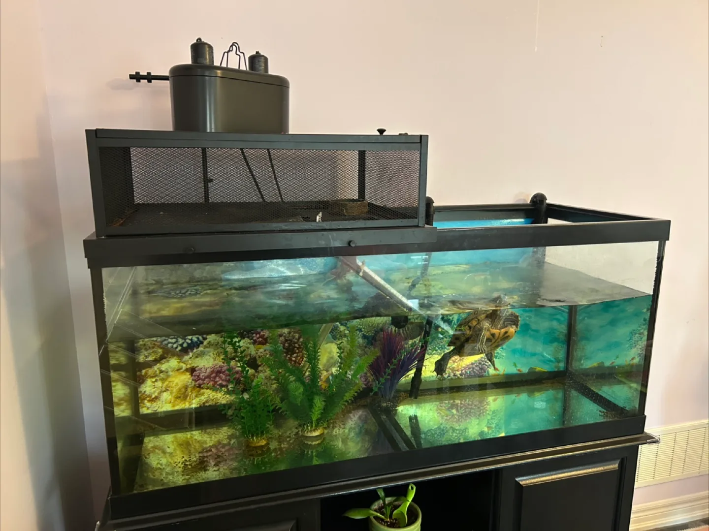 Red Ear Slider & Full 75 Gallon Tank Setup + Accessories image indicator(2)