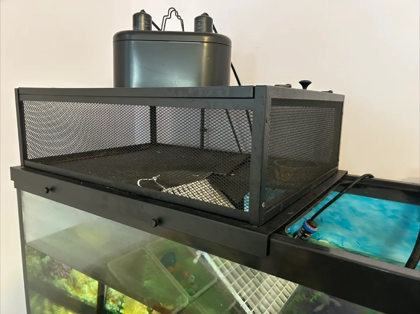 Red Ear Slider & Full 75 Gallon Tank Setup + Accessories image indicator(7)