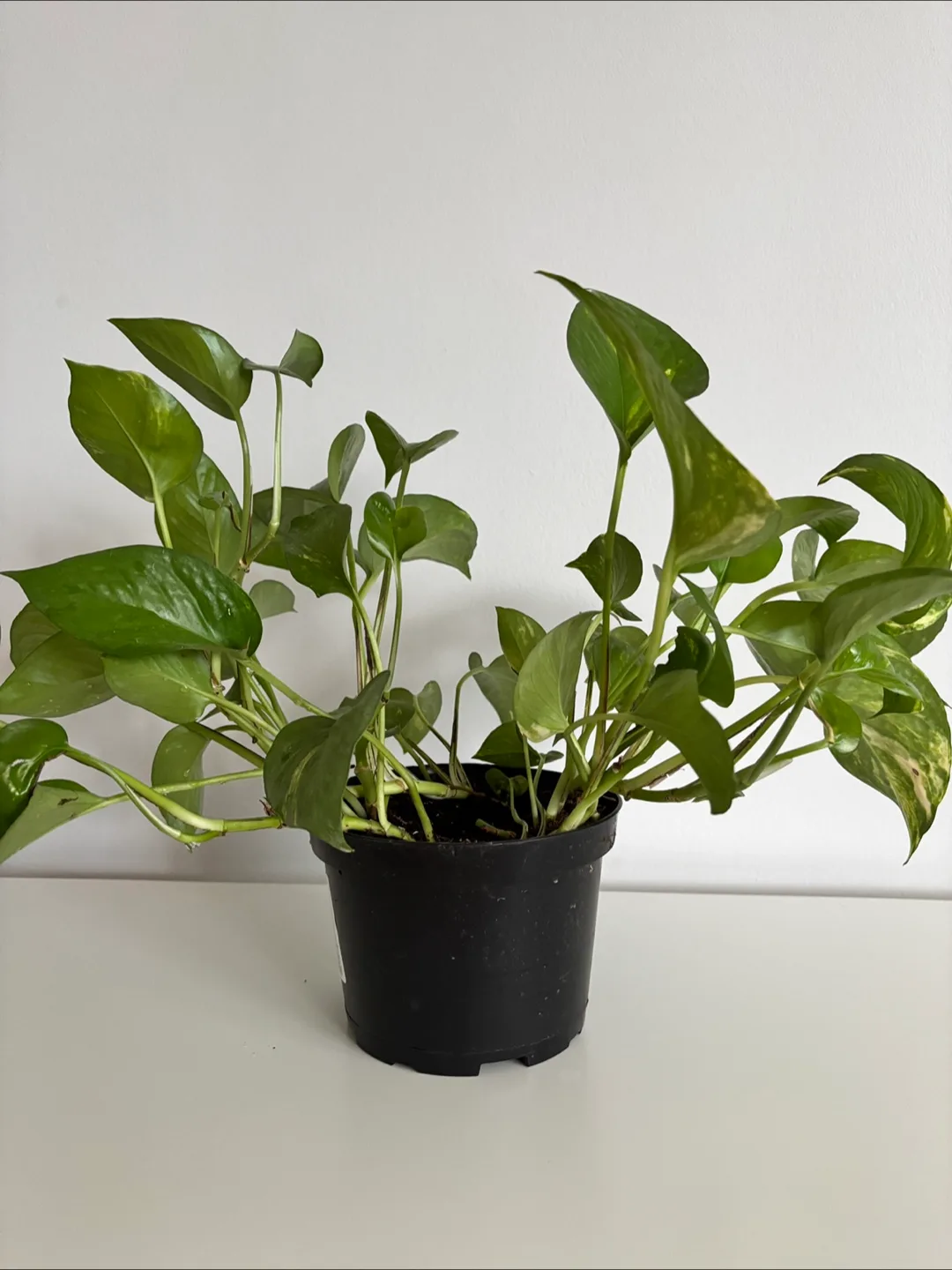 Healthy Epipremnum Plant thumbnail