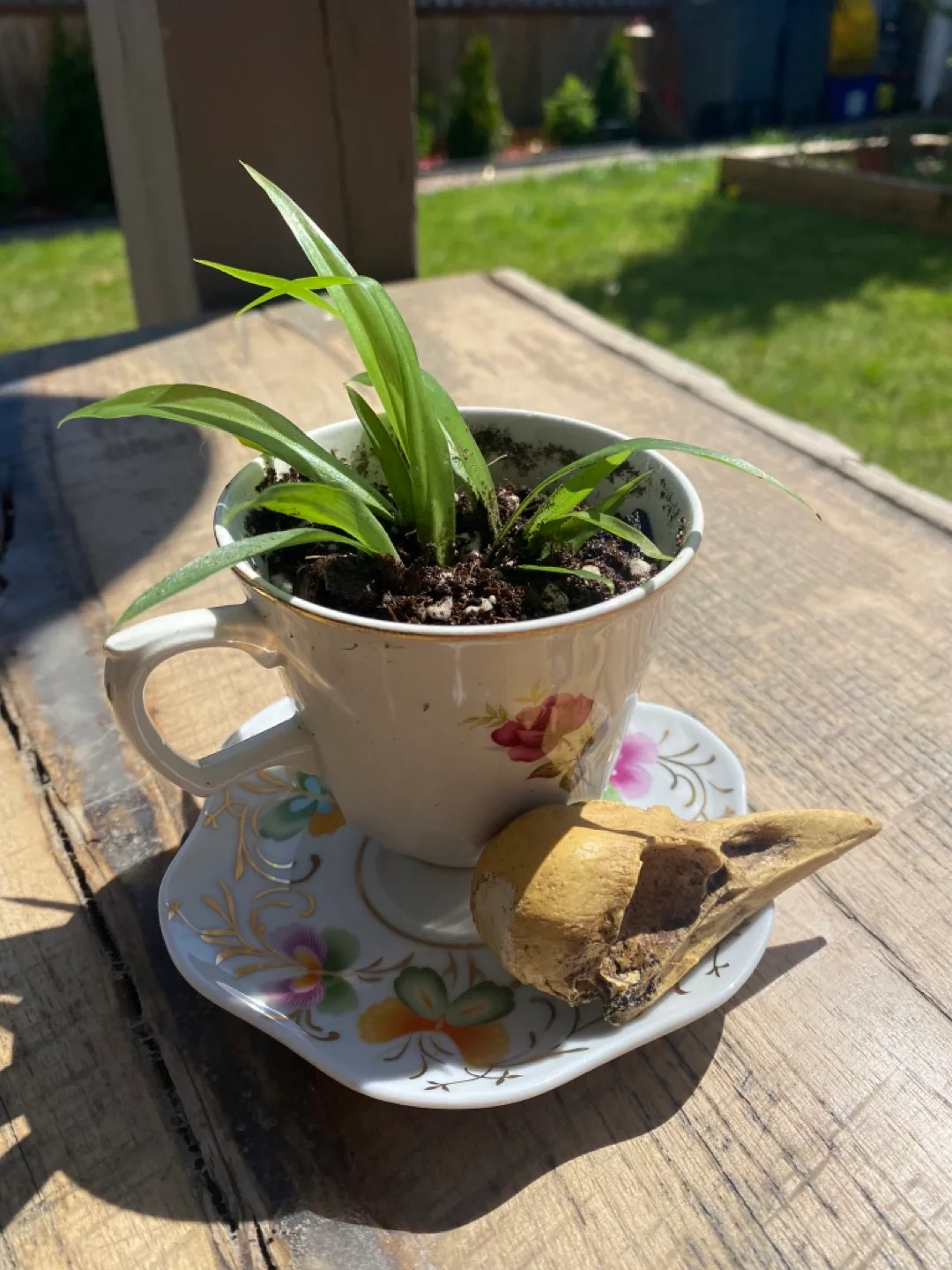 Unique Teacup Candles & Plants-  Various Designs image indicator(2)