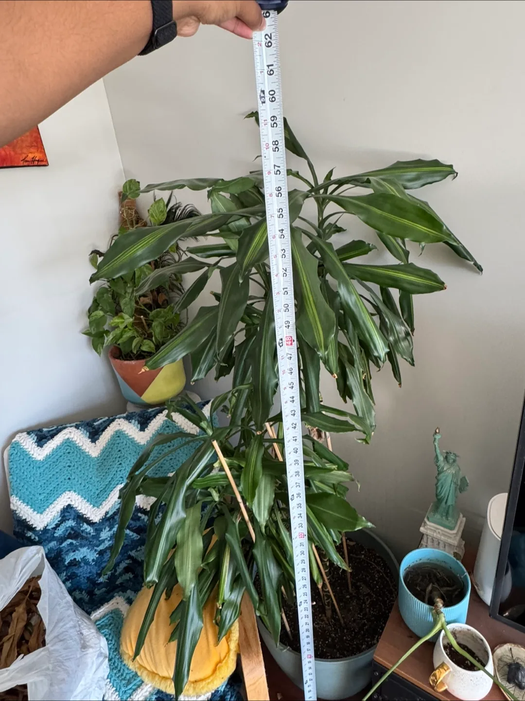 Large Dracaena Marginata Plant image indicator(2)