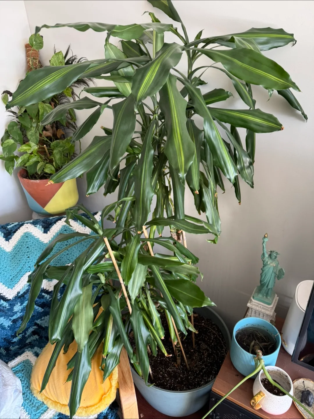Large Dracaena Marginata Plant