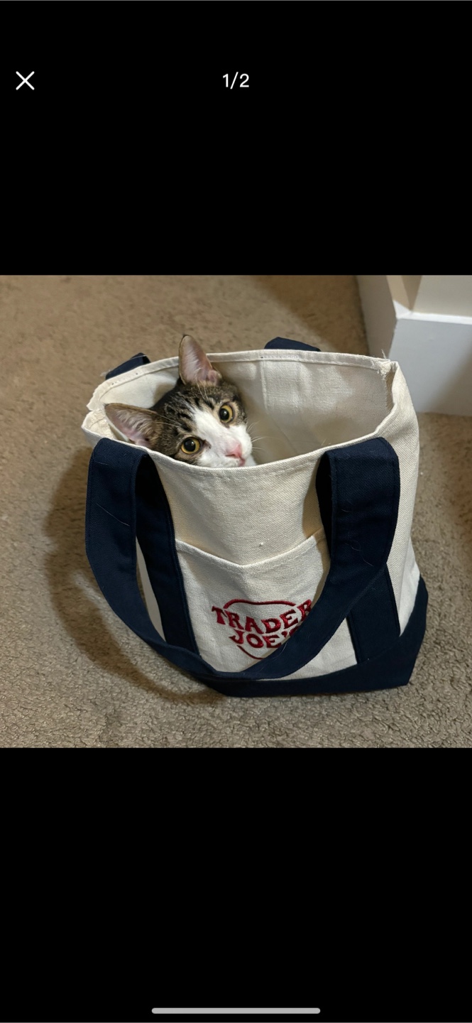 Trader Joe's Reusable Tote Bag - Pastel Colours - photo 2