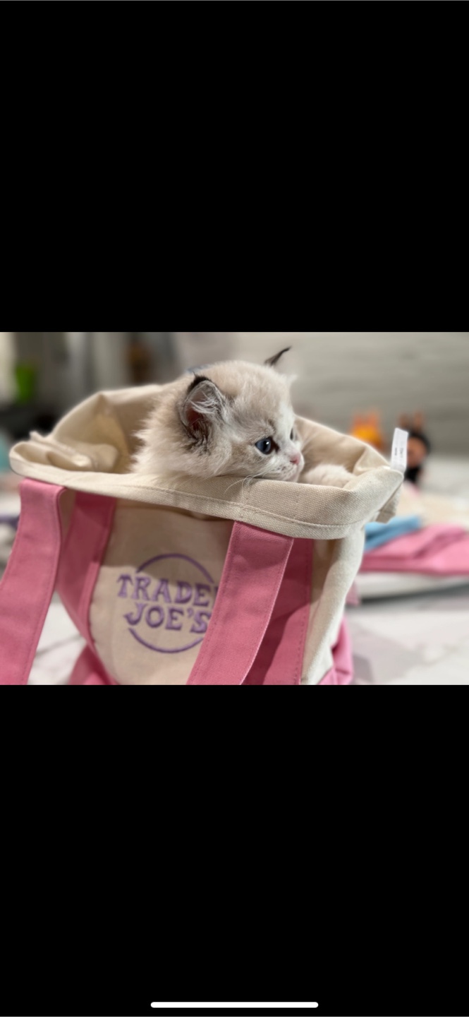 Trader Joe's Reusable Tote Bag - Pastel Colours - photo 3