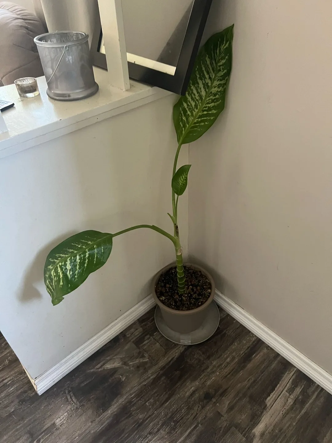 Dieffenbachia Plant thumbnail