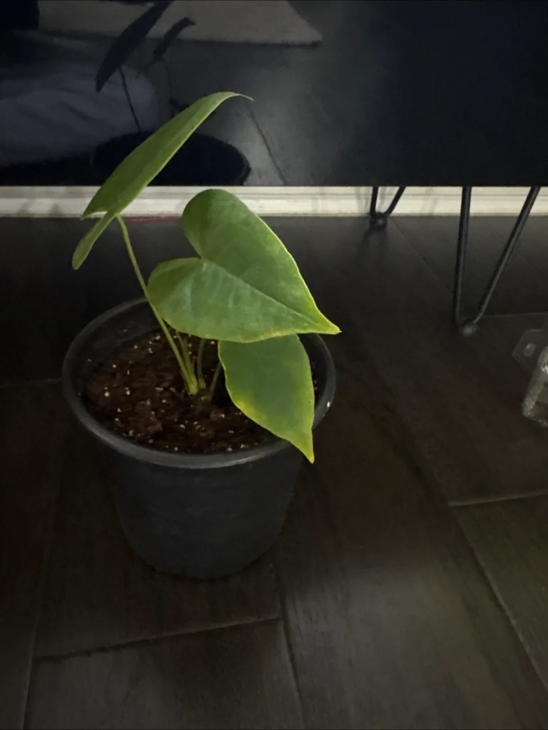 Anthurium clarinervium plant 🧡 thumbnail