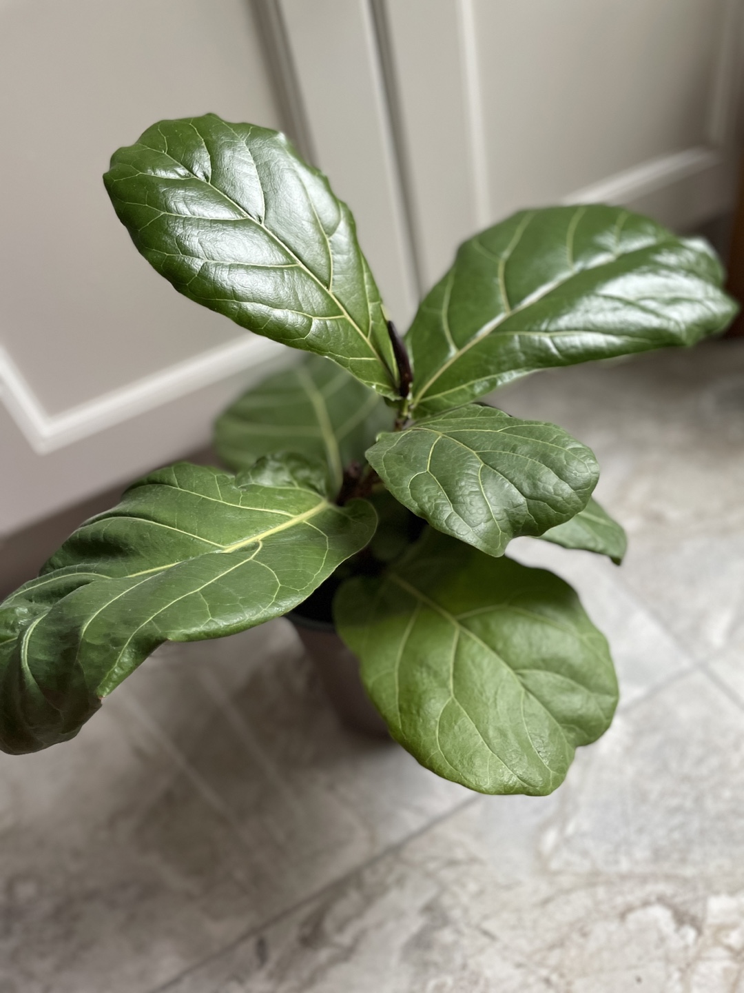 Fiddle Leaf Fig Plant 🧡