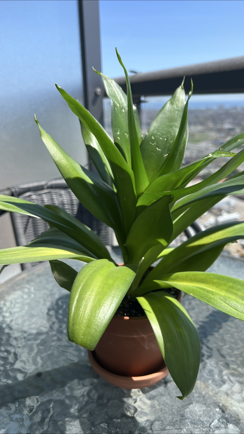 Dracaena Marginata Plant in Terracotta Pot-14 inches tall