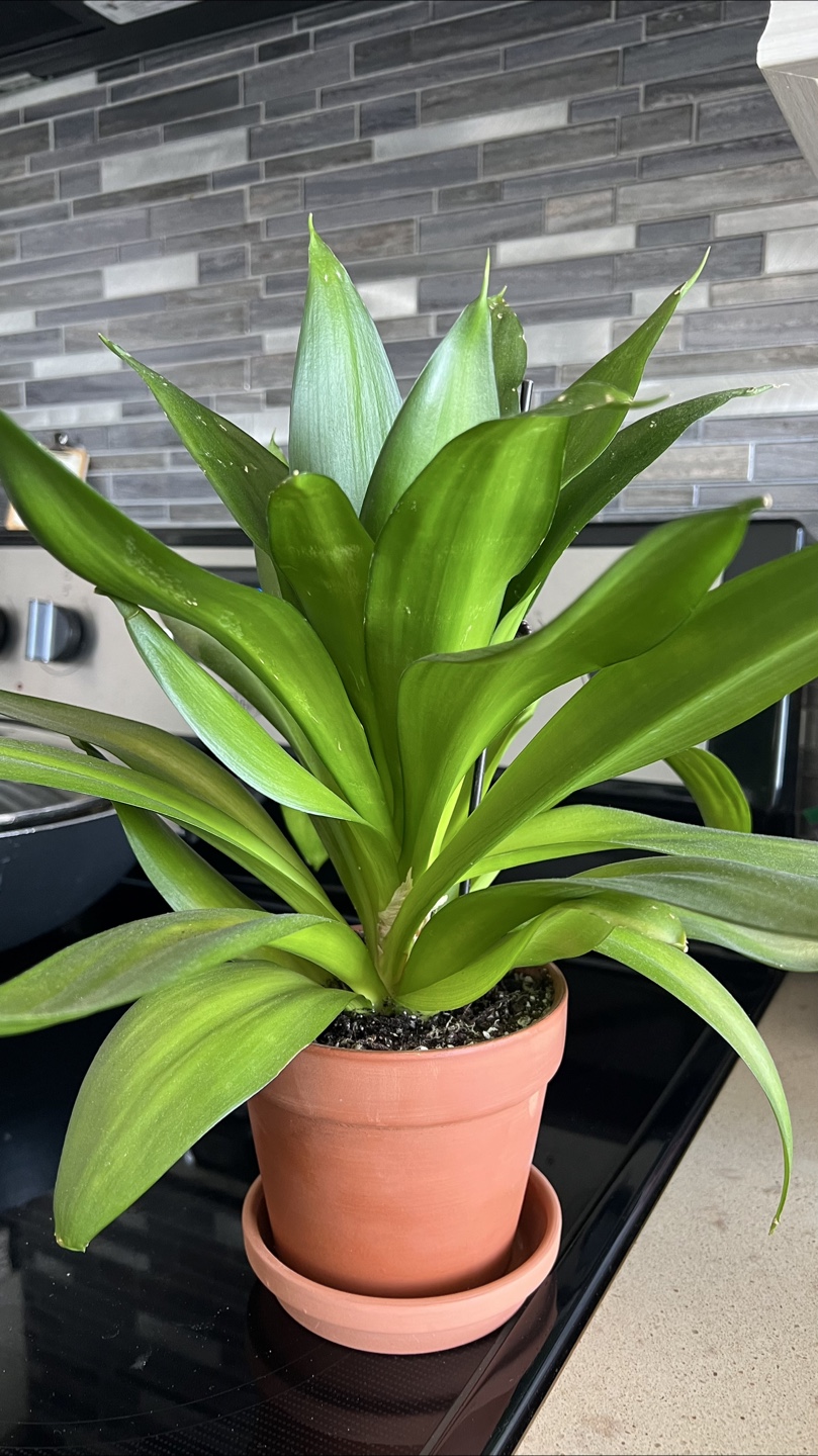 Dracaena Marginata Plant in Terracotta Pot-14 inches tall - photo 3