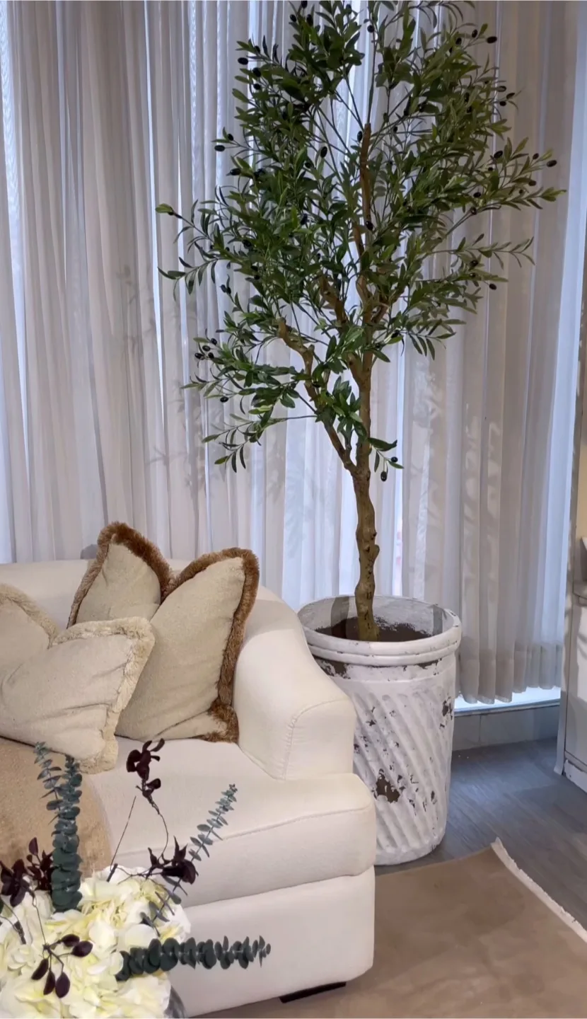 Brand new thick large  Olive Tree thumbnail