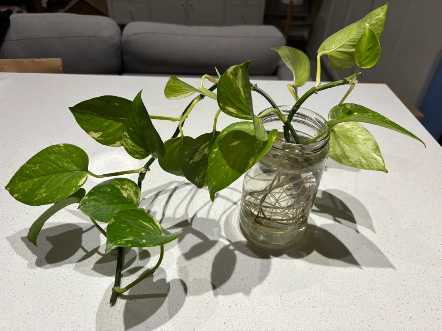 Variegated golden pothos rooted cuttings (3) 🧡 thumbnail