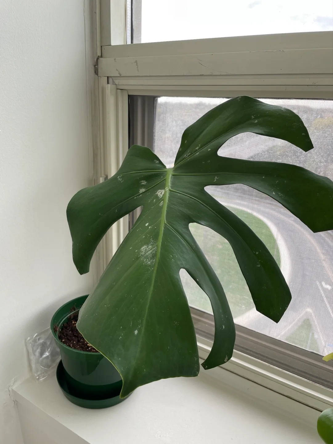 Free - monstera leaf thumbnail