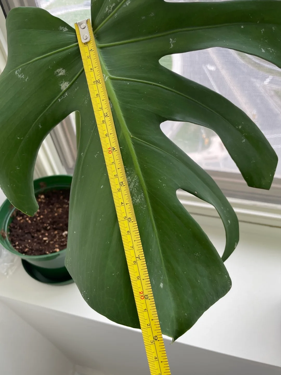 Free - monstera leaf image indicator(2)