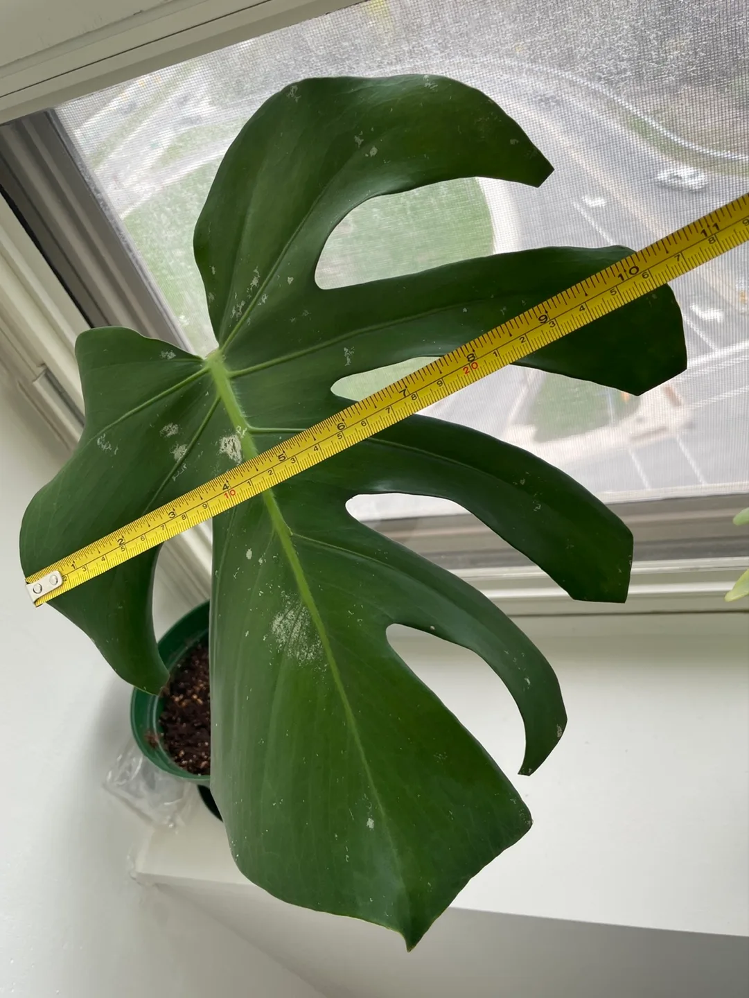 Free - monstera leaf image indicator(3)