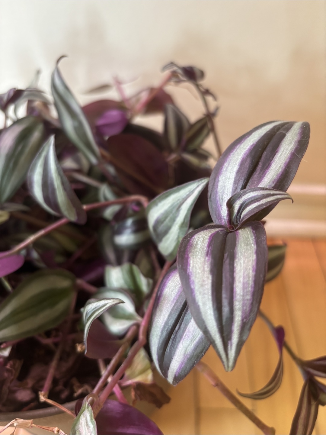 Tradescantia Zebrina Houseplant