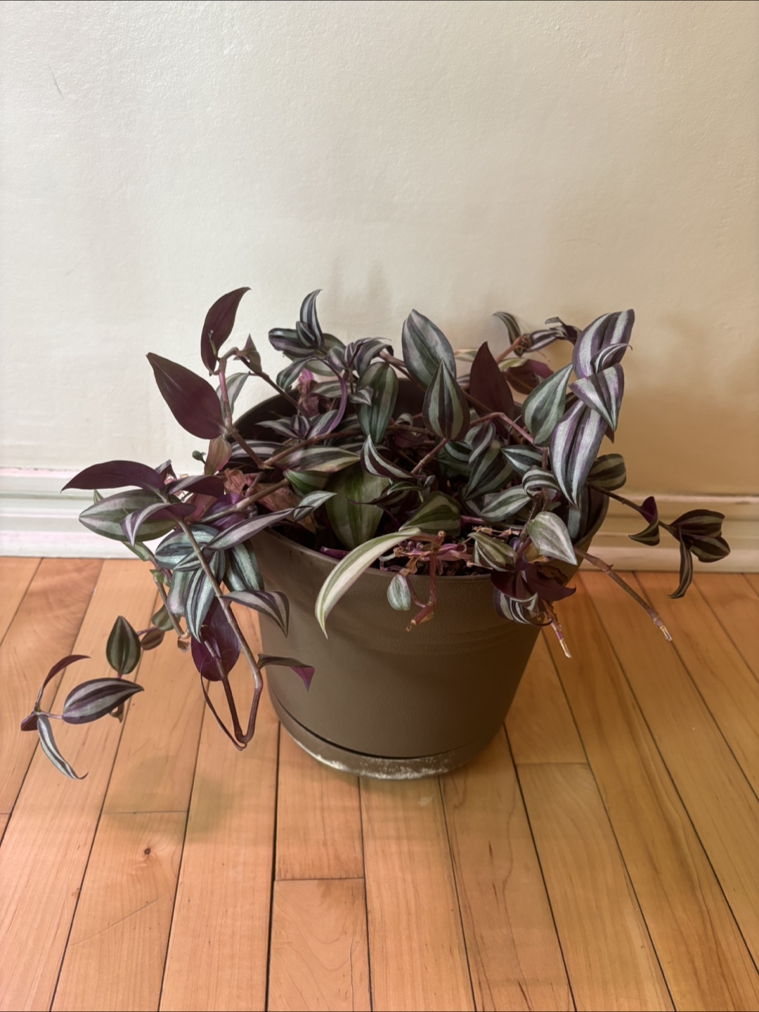 Tradescantia Zebrina Houseplant - photo 3