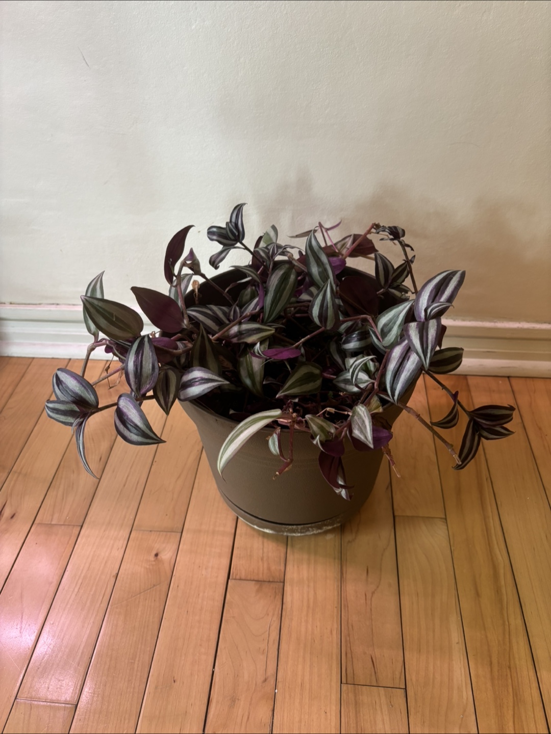 Tradescantia Zebrina Houseplant - photo 2