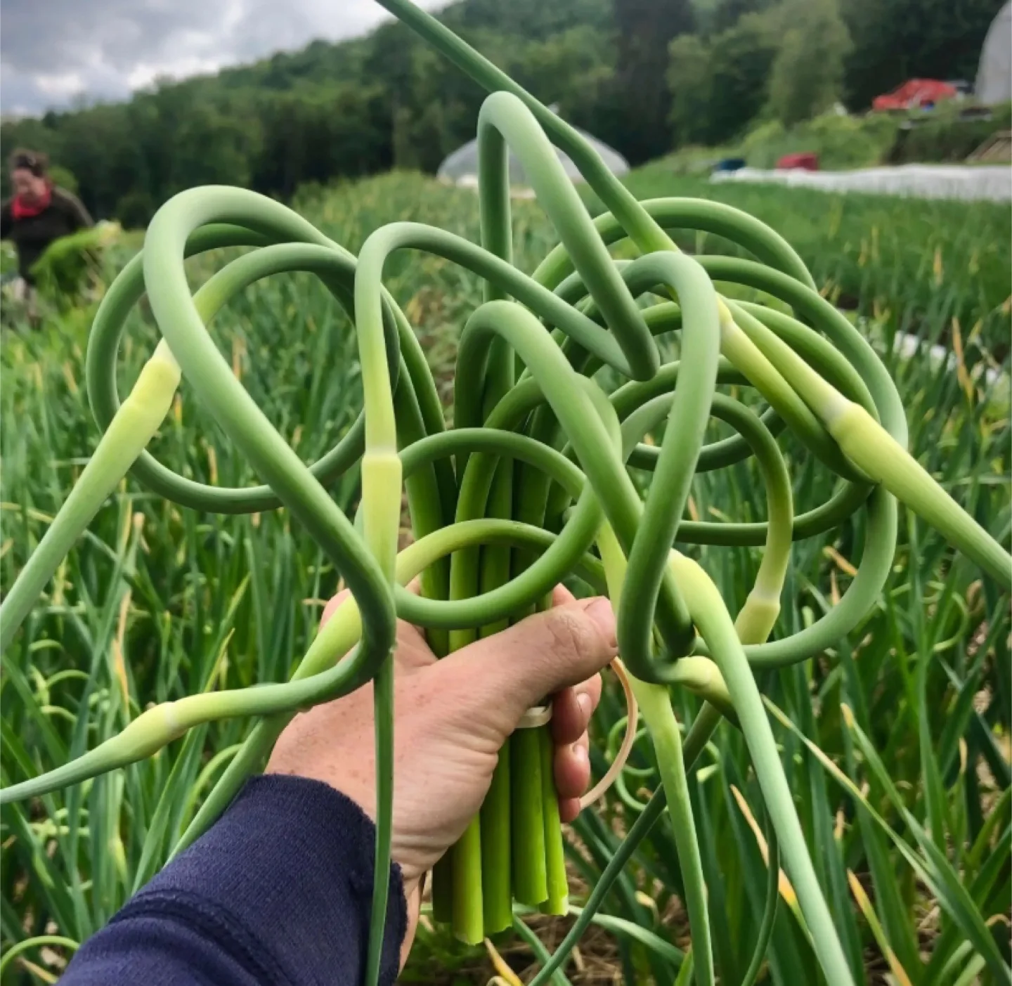FREE  Garlic Scape SEEDS with purchase image indicator(2)