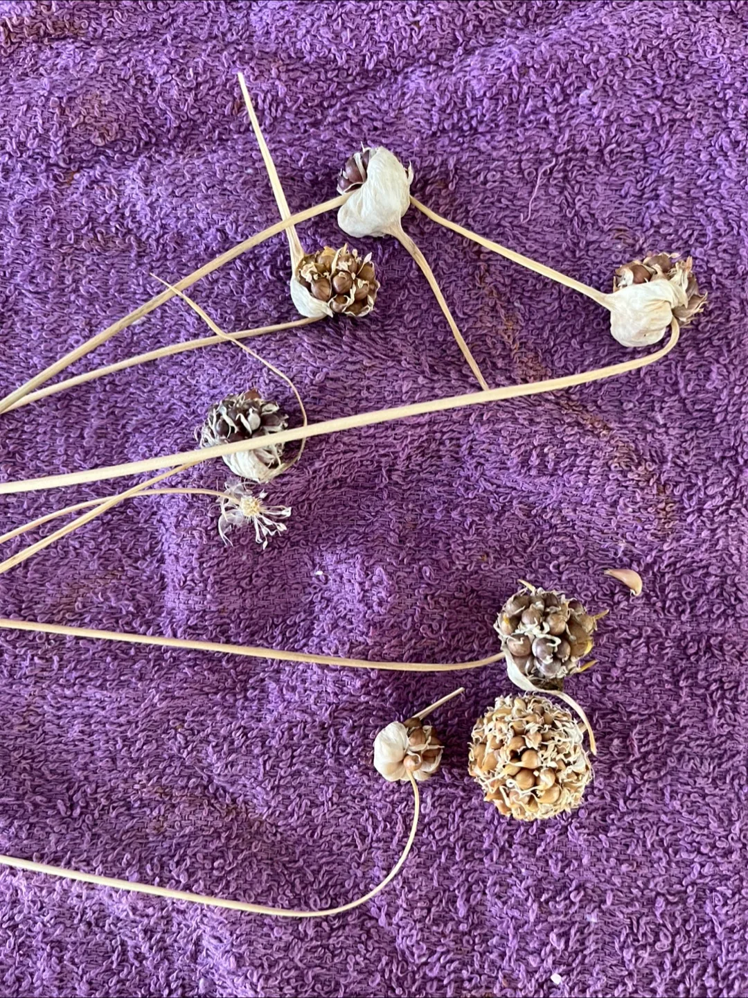 FREE  Garlic Scape SEEDS with purchase image indicator(3)