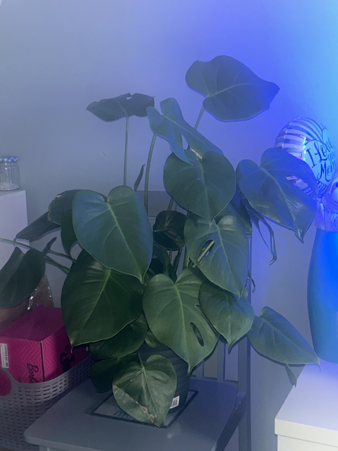 Monstera Deliciosa Plant 🧡