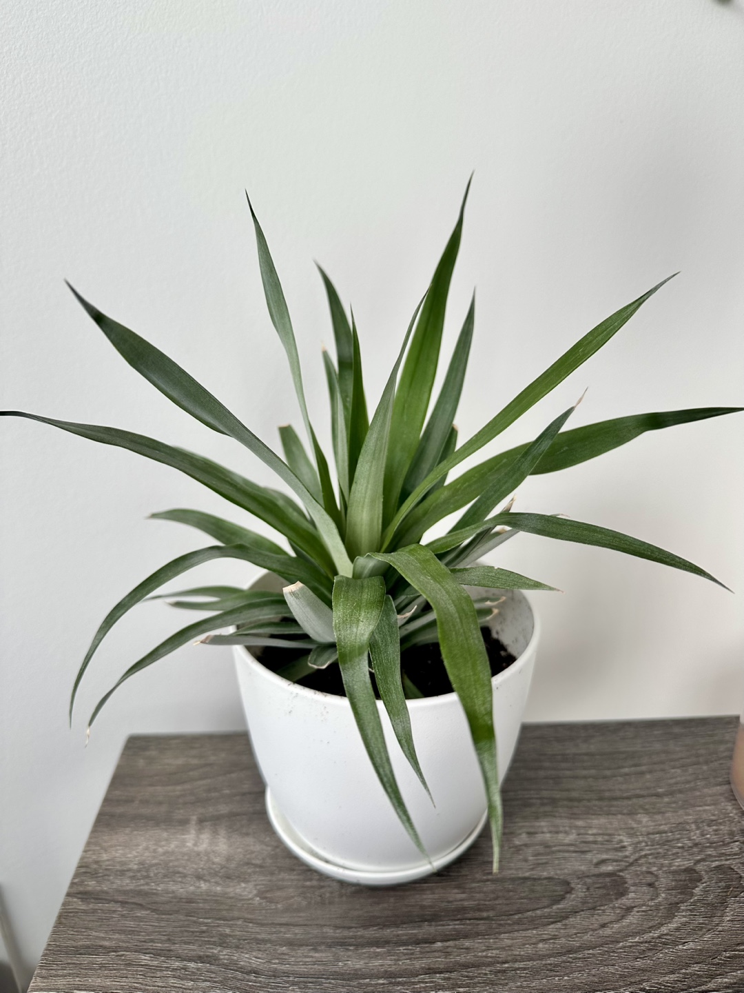 Pineapple Plant in White Pot