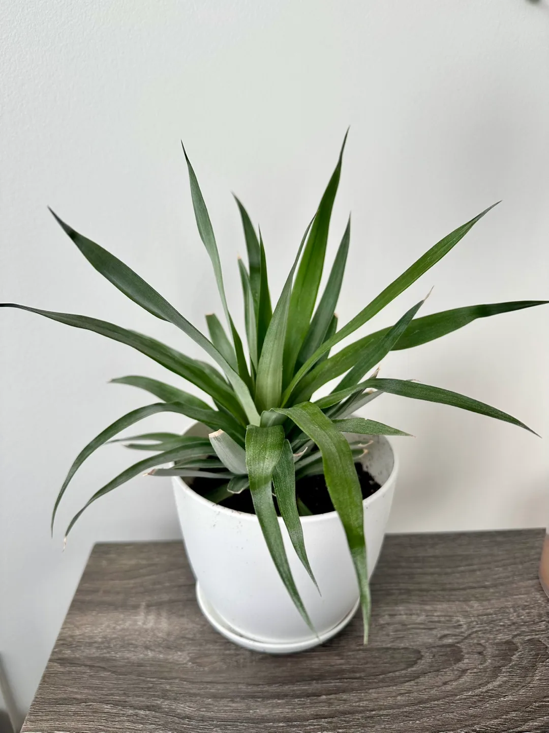 Pineapple Plant in White Pot thumbnail