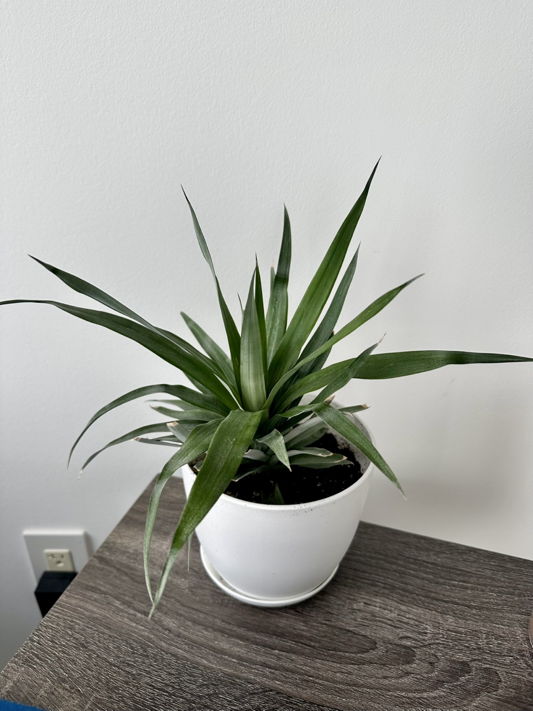 Pineapple Plant in White Pot - photo 2