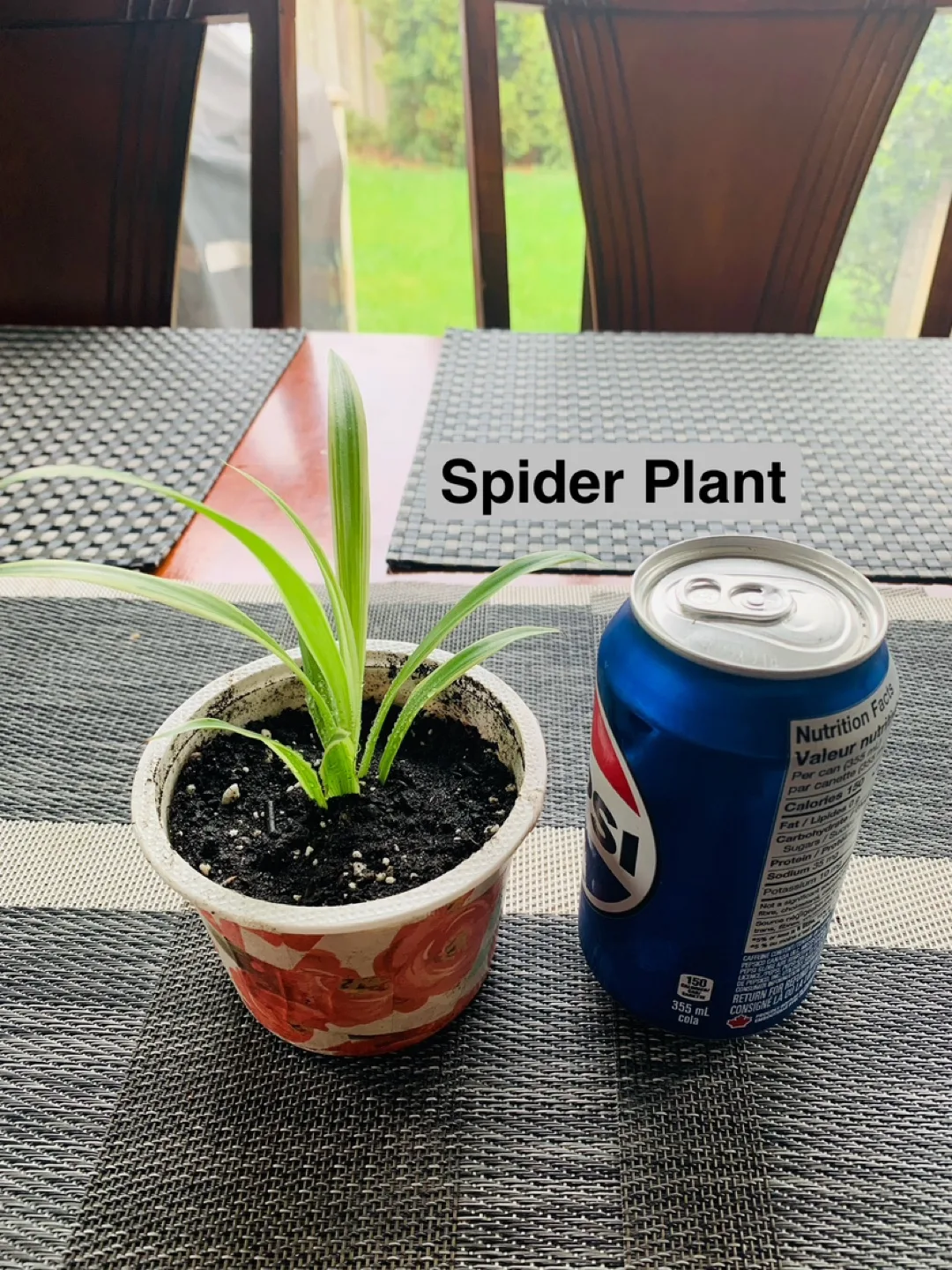 PLANT TRIO SET: Spider, Golden Pothos (Money Plant), Arrowhead image indicator(3)