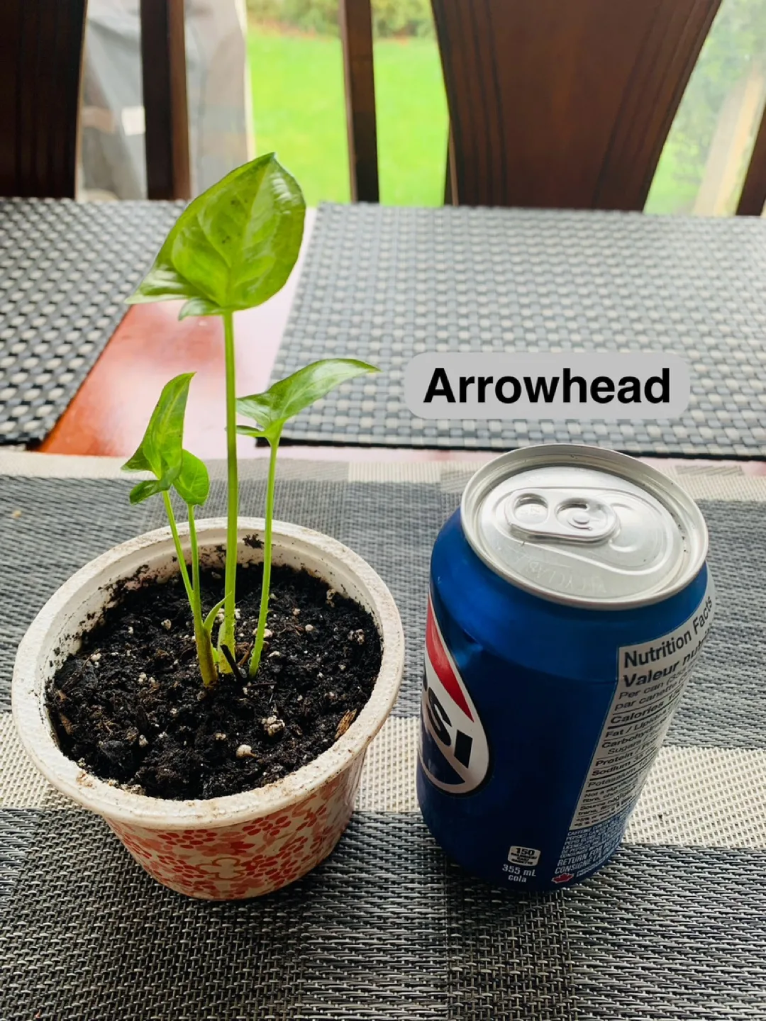 PLANT TRIO SET: Spider, Golden Pothos (Money Plant), Arrowhead image indicator(2)