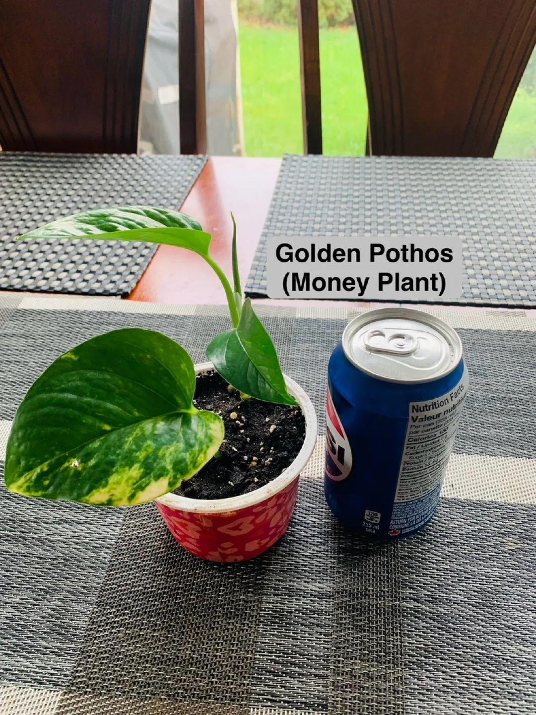 PLANT TRIO SET: Spider, Golden Pothos (Money Plant), Arrowhead image indicator(4)