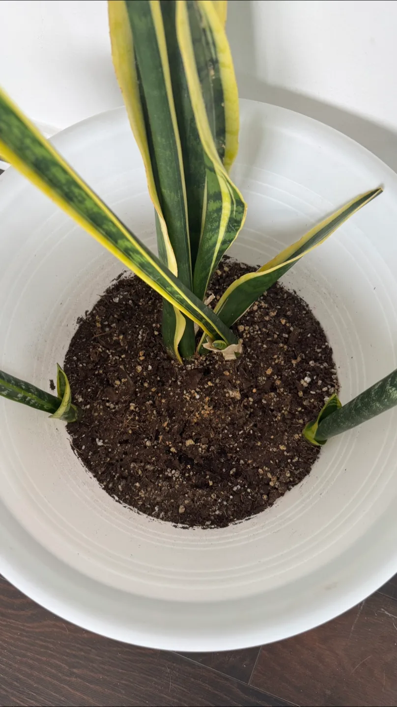 Snake Plant 🥕 thumbnail