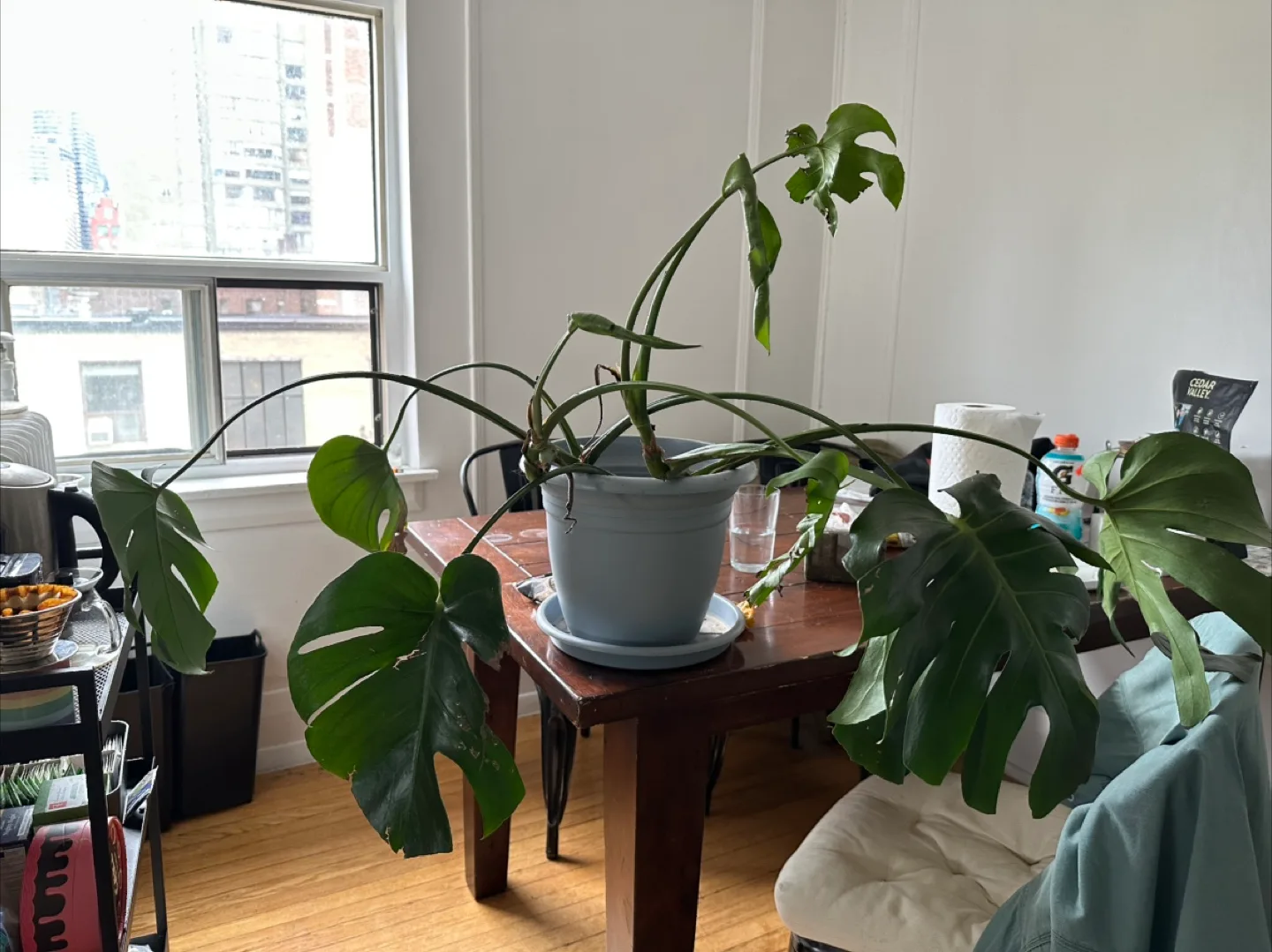 Large Monstera Plant thumbnail