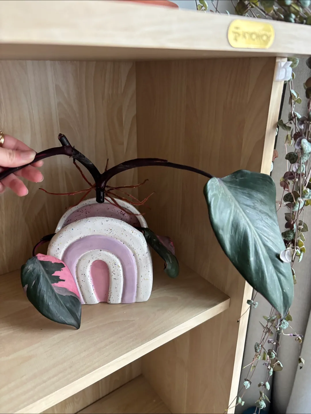 🧡 Pink Princess Philodendron rooted cutting image indicator(2)