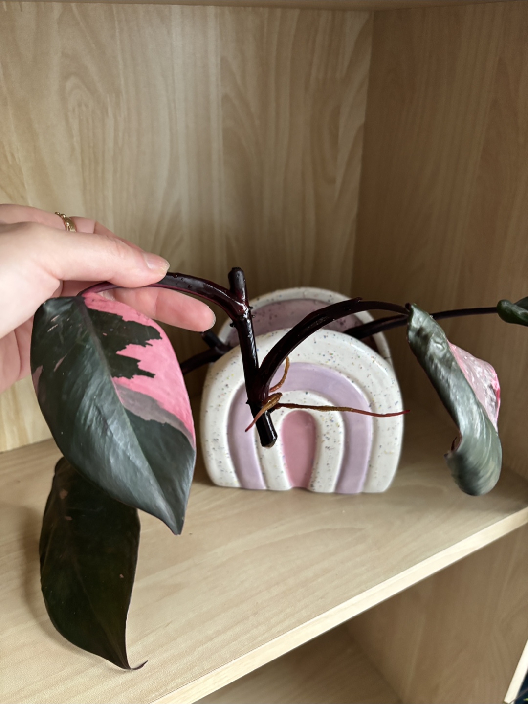 🧡 Pink Princess Philodendron rooted cutting - photo 3
