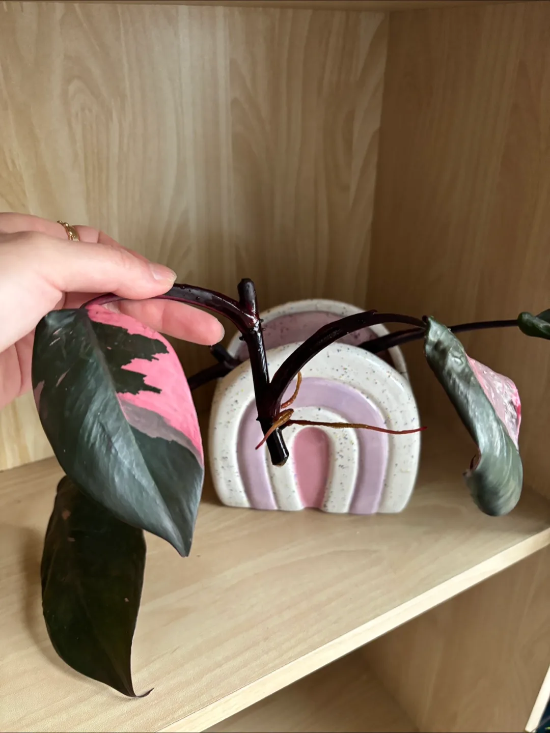 🧡 Pink Princess Philodendron rooted cutting image indicator(3)